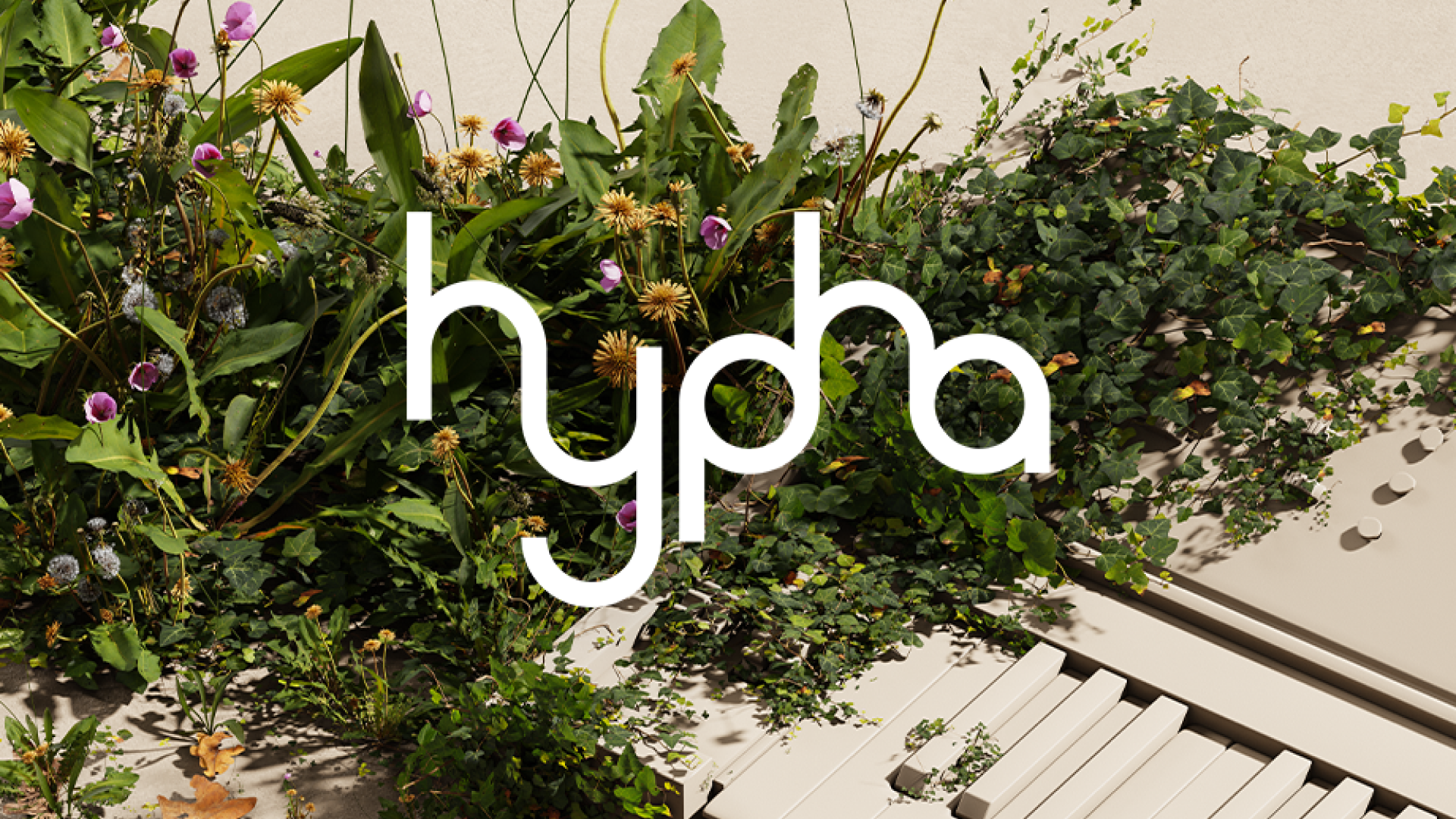 hypha-featured-image.png